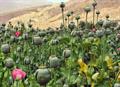 poppy